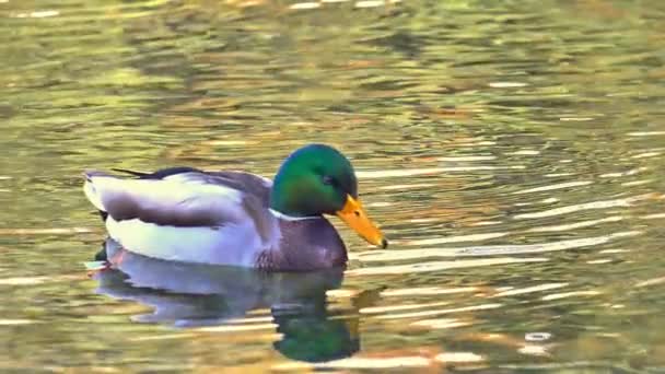 Patos nadando no lago — Vídeo de Stock