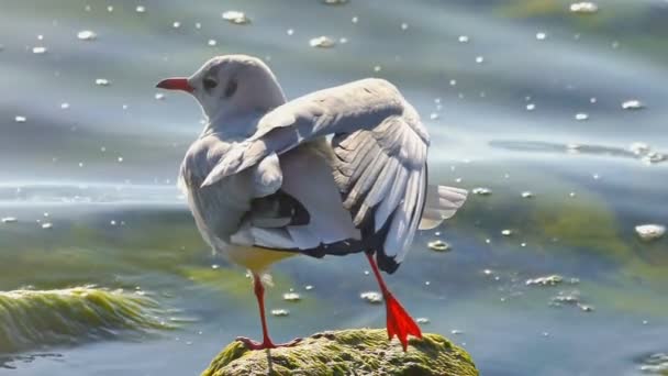 Gulls in lake close up — Stock Video