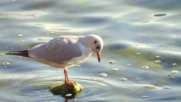 Burung camar di danau dekat — Stok Video