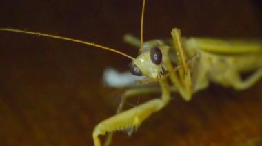 Peygamber devesinin yakın çekimi.