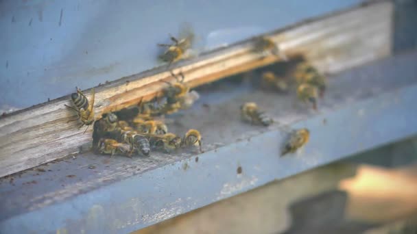Le groupe d'abeilles dans la ruche — Video