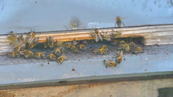 El grupo de abejas en la colmena — Vídeos de Stock