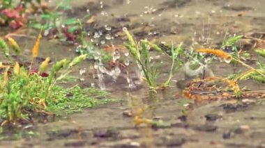 Çayırda yağmur makrosu