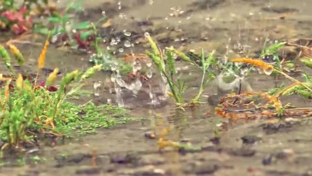 草地上的雨宏观 — 图库视频影像