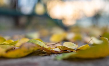 Sonbahar yaprakları zeminde Makro yakın çekim