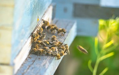 Bal arıları kovana girip çıkıyorlar. Yakın plan.