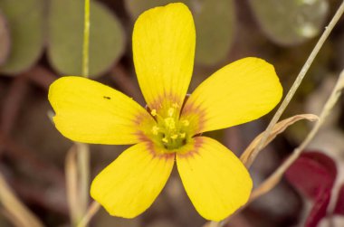 Bahçede küçük sarı oksalis (Oxalis corymbosa)