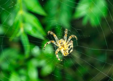 Büyük küre dokumacı örümceği, bir bahçede, yakın