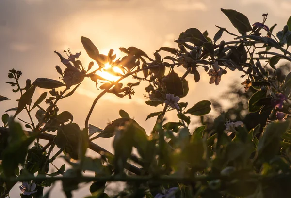 sunset leaves bush sun light, macro close up