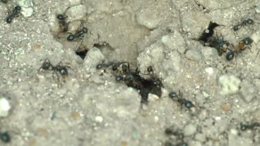 Yerdeki karınca grubu yaklaşın.