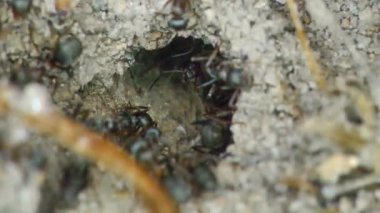 Yerdeki karınca grubu yaklaşın.