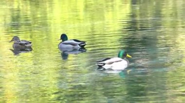 Ördekler gölde yüzüyor