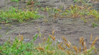 Çayırda yağmur makrosu