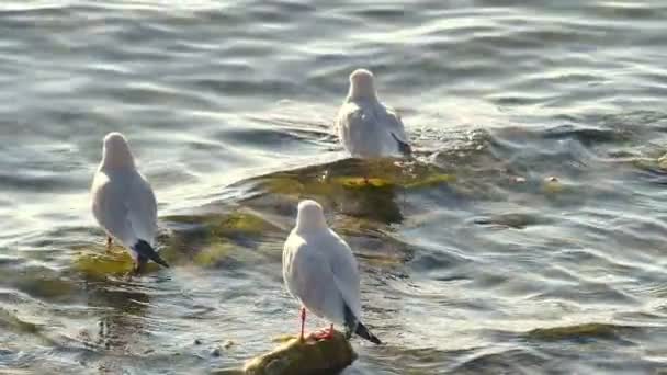 Gaviotas en el lago de cerca — Vídeo de stock