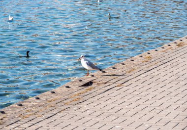 Gölün Kıyısındaki Martılar