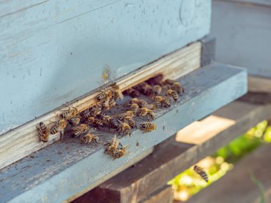 Bal arıları kovana girip çıkıyorlar. Yakın plan.