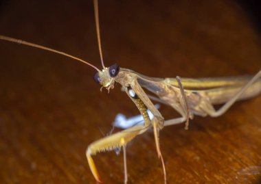 Dişi Avrupa peygamberdevesi Makro 'su, yaklaşın.