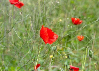 Kırmızı gelincikler sahada, yaklaşın.