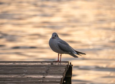 Kuş Martı Gün batımında duruyor, göl batımında