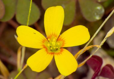 Bahçede küçük sarı oksalis (Oxalis corymbosa)
