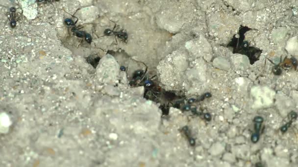Ομάδα μυρμηγκιών στο έδαφος κοντά — Αρχείο Βίντεο