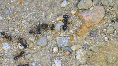 Yerdeki bir grup karınca 4k