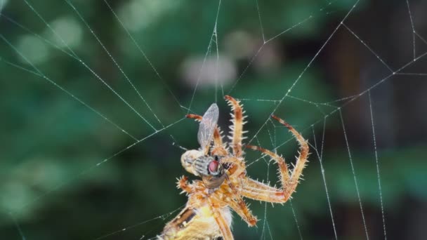 Aranha em uma teia come mosca 4k — Vídeo de Stock