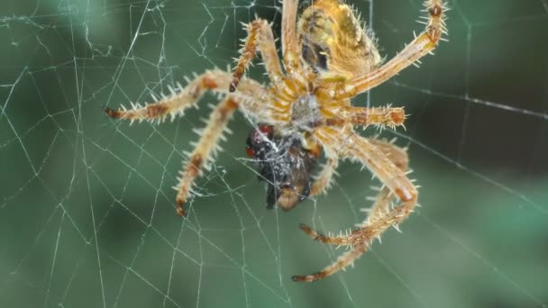 Aranha em uma teia come mosca 4k — Vídeo de Stock