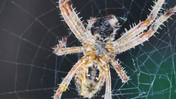 Паук в паутине ест летать 4k — стоковое видео