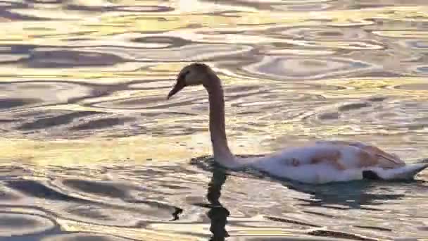 Svanen simmar i sjön 4k — Stockvideo