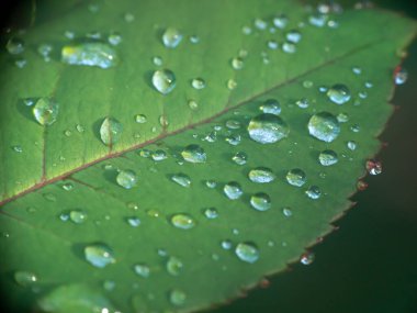 Yeşil yaprak yağmuru Makro damlası
