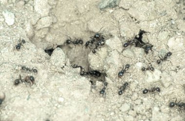 Yerdeki karınca grubu yaklaşın.