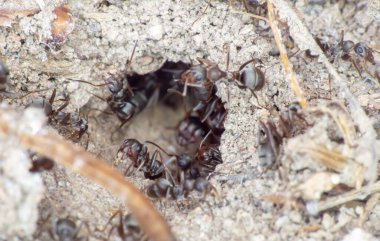 Yerdeki karınca grubu yaklaşın.