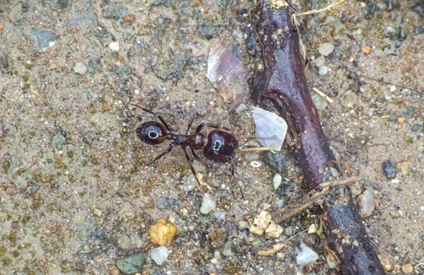 Group Ants Ground Close — Stock Photo, Image