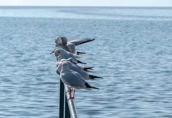 金属フェンスの上に立っているカモメ 近くに — ストック写真