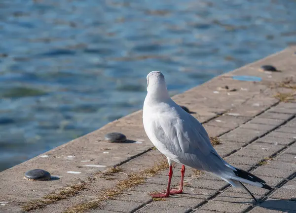 Möwen Ufer Des Sees — Stockfoto