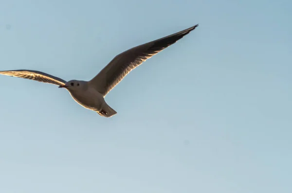 Möwen Fliegen Über Den Ohrid See Natürlicher Hintergrund — Stockfoto