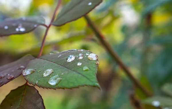 Macro Green Leaf Rain Drop Close — Stock Photo, Image