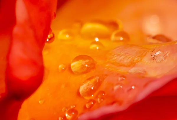 Roses Orange Dans Jardin Avec Des Gouttes Pluie Gros Plan — Photo