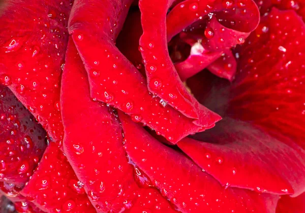 Red Rose Garden Raindrops Close Macro — Stock Photo, Image