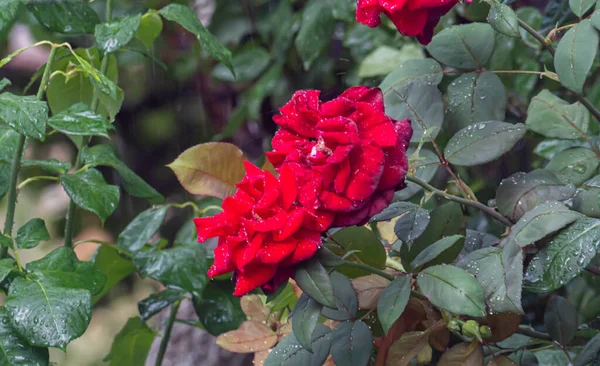 Rote Rose Garten Aus Nächster Nähe — Stockfoto