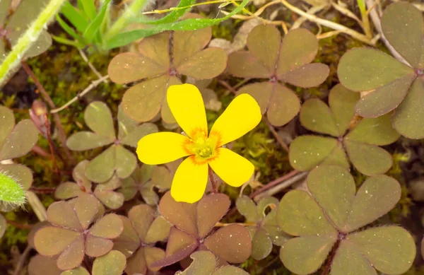 Μικρές Κίτρινες Οξαλίδες Oxalis Corymbosa Στον Κήπο — Φωτογραφία Αρχείου