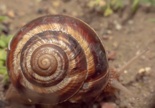 Schnecke Aus Nächster Nähe Garten — Stockfoto