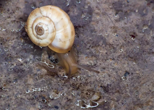 Caracol Cerca Jardín Macro —  Fotos de Stock