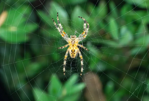 Araña Tejedora Orbe Grande Tela Jardín Cerca —  Fotos de Stock