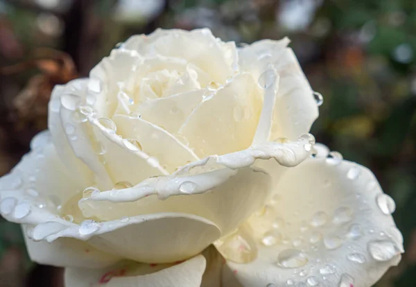 Weiße Rosen Garten Mit Regentropfen Makro — Stockfoto