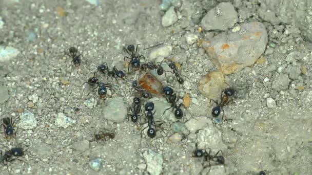 Grupo de hormigas en el suelo de cerca — Vídeos de Stock