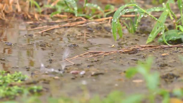 Hujan di makro padang rumput — Stok Video