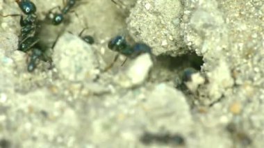 Yerdeki bir grup karınca 4k