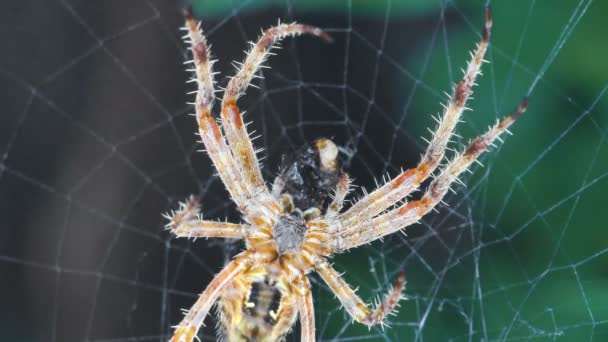 Pavouk v pavučině jí mouchu 4k — Stock video